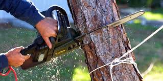 Best Tree Trimming and Pruning  in Bunkie, LA